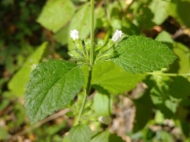 Melissa officinalis