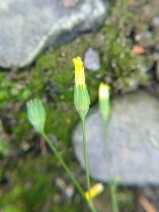 Lapsana communis