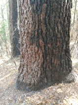 Pinus lambertiana