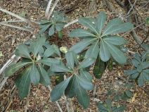 Pittosporum tobira