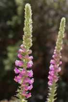 Antirrhinum thompsonii