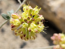 Eriogonum umbellatum var. munzii