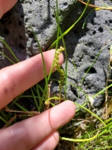Triglochin striata