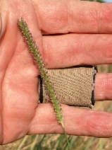 Setaria viridis