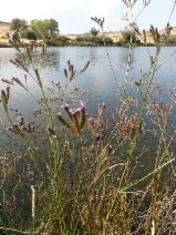Verbena litoralis