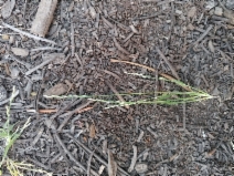 Muhlenbergia filiformis