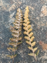 Cheilanthes gracillima