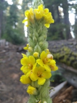 Verbascum thapsus
