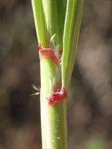 Ehrharta calycina