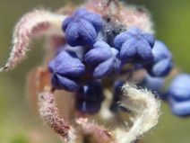 Ceanothus papillosus