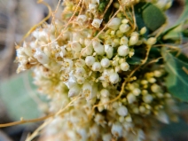 Cuscuta californica var. californica