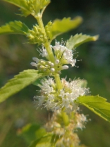 Mentha canadensis