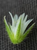 Cerastium fontanum ssp. vulgare