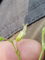 Cerastium fontanum ssp. vulgare