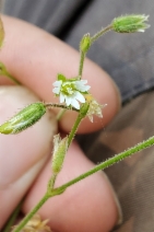 Cerastium fontanum ssp. vulgare