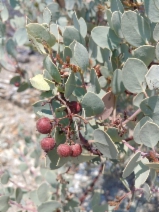 Arctostaphylos viscida ssp. pulchella