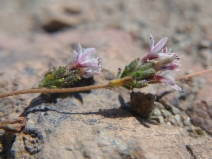 Calycadenia pauciflora