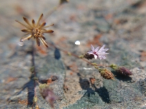Lessingia ramulosa