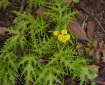 Sanicula laciniata