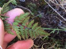 Aspidotis californica