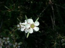 Leptospermum laevigatum