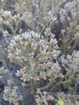 Pseudognaphalium ramosissimum