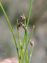 Isolepis cernua