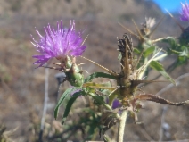 Centaurea calcitrapa