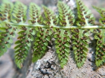 Athyrium filix-femina