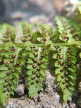 Athyrium filix-femina var. cyclosorum