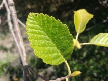 Alnus rubra
