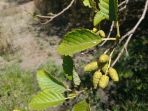 Alnus rubra