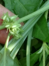 Rumex pulcher