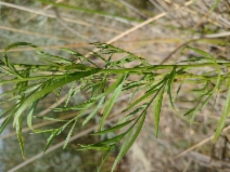 Euthamia occidentalis