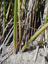 Schoenoplectus californicus