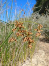 Schoenoplectus californicus