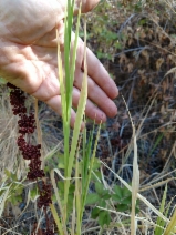 Agrostis exarata