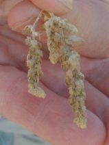 Atriplex coronata