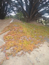 Carpobrotus chilensis