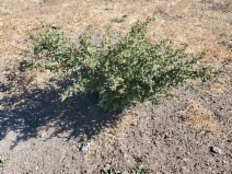 Xanthium spinosum