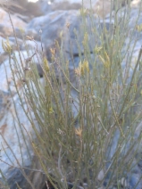 Ericameria nauseosa var. leiosperma