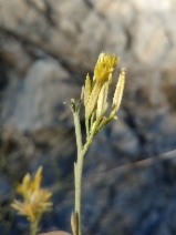 Ericameria nauseosa var. leiosperma