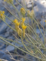 Ericameria nauseosa var. leiosperma