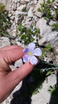 Linum perenne