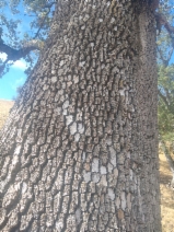 Quercus lobata