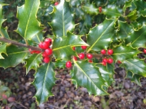 Ilex aquifolium