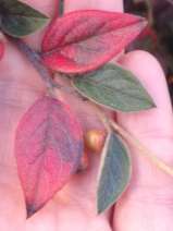 Cotoneaster franchetii