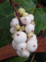 Symphoricarpos albus