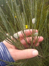 Cytisus striatus