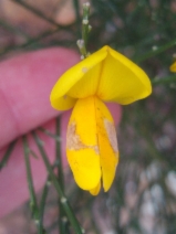Cytisus striatus